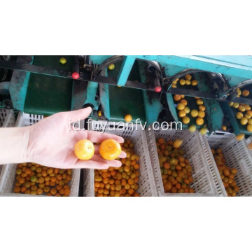 Mandarin bayi segar dengan harga terbaik